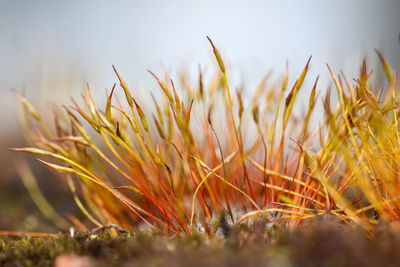 Close-up of grass on field against sky during sunset