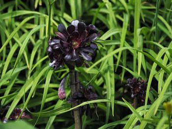 Close-up of purple flowering plant