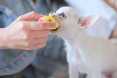 Close up of cute funny dog chihuahua puppy playing with toy on sofa.