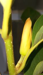 Close-up of yellow flower