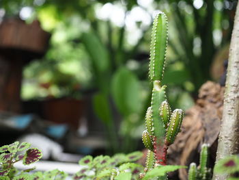 Close-up of succulent plant in garden