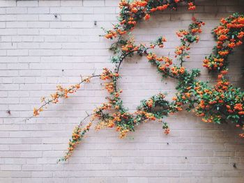 Flowers blooming on plants against wall