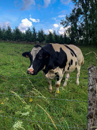 Cow in a field near alden-biesen. 