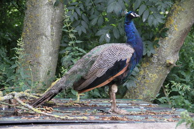 Peacock perching on retaining wall against trees