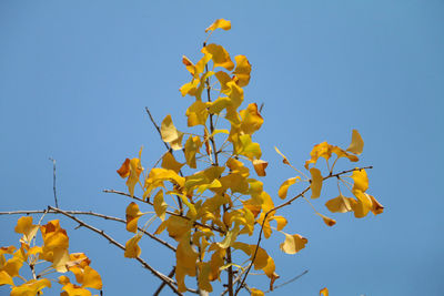 Low angle view of yellow flowering plant against clear blue sky