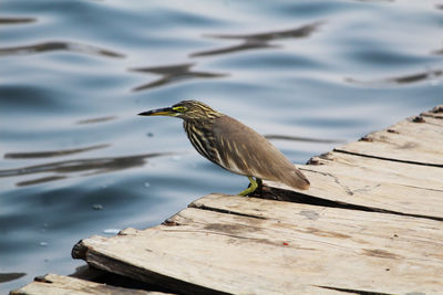 Close-up of bird perching on wood against lake