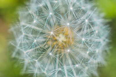 Close-up of dandelion on plant