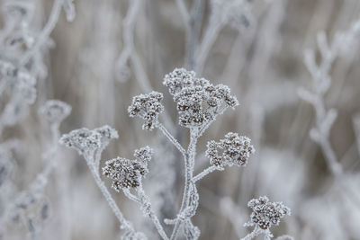 Close-up of frozen plant