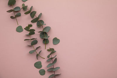 High angle view of seashells against pink background