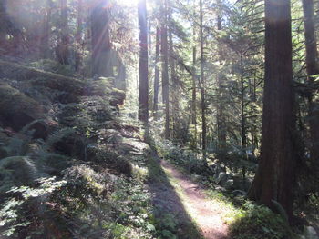 Trees growing in forest