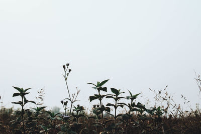 Low angle view of plants growing on field against clear sky