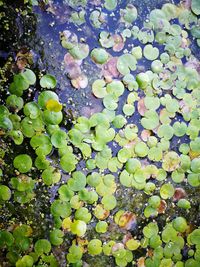 High angle view of water lily floating on pebbles