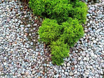 High angle view of stones