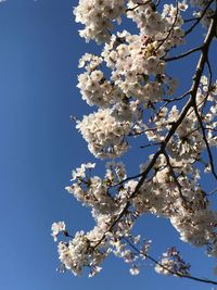 Low angle view of cherry blossoms against clear blue sky