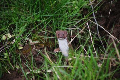 A stoat posing amazingly, honestly adorable