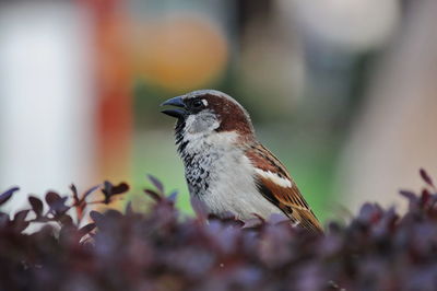 Close-up of bird perching on a tree