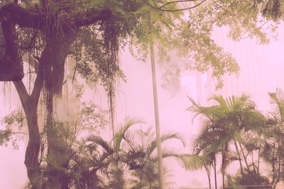 tree
