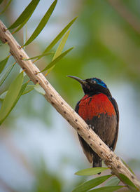 Close-up of bird perching on branch