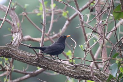 Low angle view of bird perching on branch