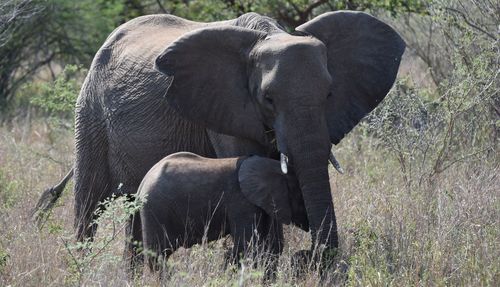 Elephant feeding on field