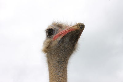 An ostrich portrait