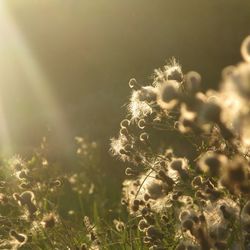 Close-up of flowers against blurred background