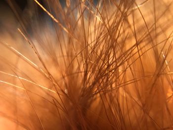 Close-up of stalks in field