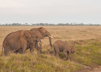 Elephants on field against sky