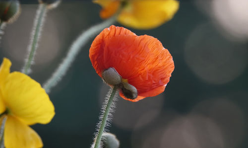 Close-up of orange poppy flower
