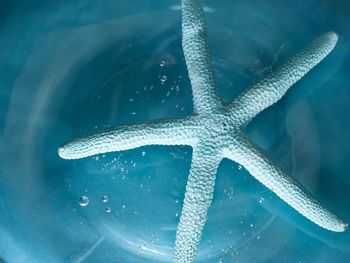 Close-up of light blue starfish swimming in sea with bubbles