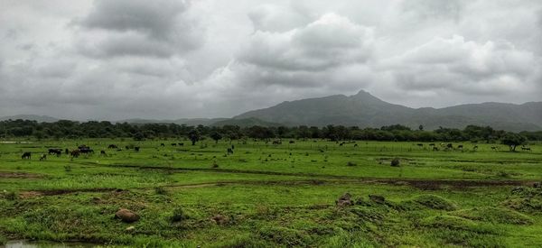 Scenic view of green field against sky
