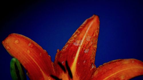 Close-up of red flower against clear blue sky