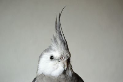 Close-up of cockatiel against wall