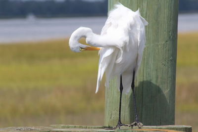 White bird on wooden post