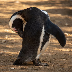 African penguin preening its feathers