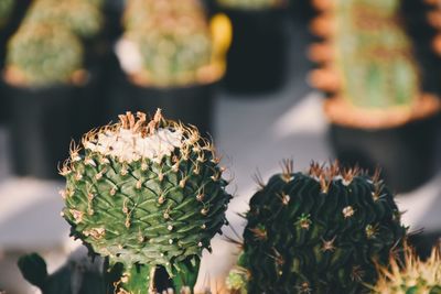 Close-up of cactus plant