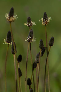 Close-up of flowering plant