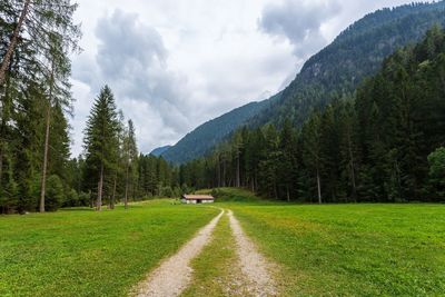 Scenic view of pine trees and mountains against sky