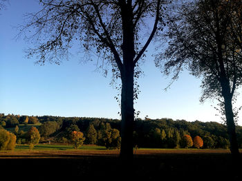Trees against clear sky during sunset