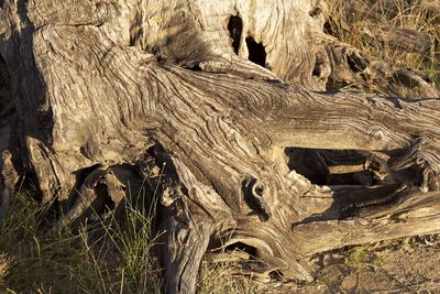 Close-up of tree trunk on field