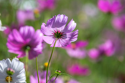 Close-up of pink flowering plant