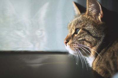 Close-up of a cat