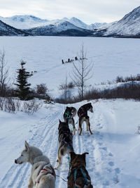 View of dogs on snow covered field