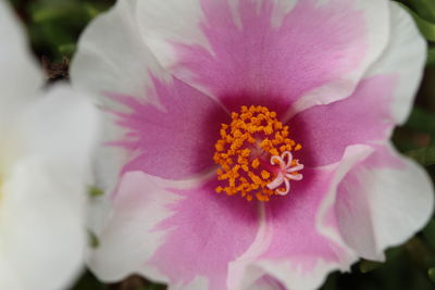 Close-up of pink flower