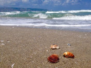 Close-up of crab on beach against sky