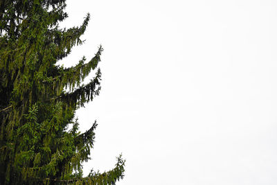 Low angle view of tree against clear sky