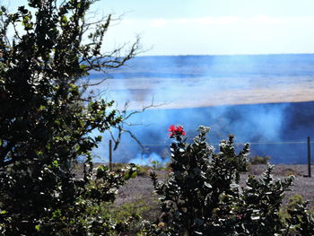 Flowers on tree against sky