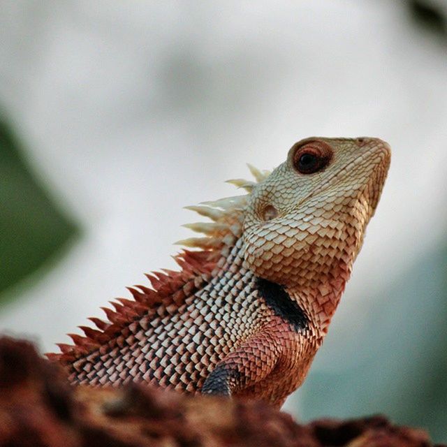 animal themes, one animal, animals in the wild, wildlife, focus on foreground, close-up, animal head, nature, animal body part, side view, selective focus, day, outdoors, zoology, reptile, insect, brown, no people, part of, animal eye