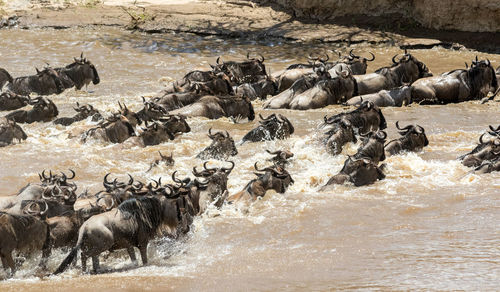 Wildbeest migration betwen serengeti and maasai mara national park