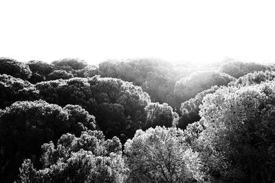 Scenic view of forest against clear sky